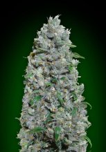 (Bild für) Afghan Mass XXL Auto Feminised Seeds