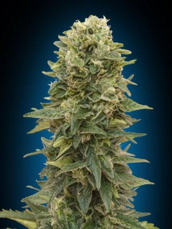 (Bild für) Afghan Mass Auto Feminised Seeds