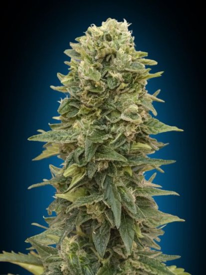 (Bild für) Afghan Mass Auto Feminised Seeds