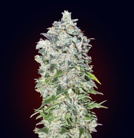 (Bild für) 00 Kush Auto Feminised Seeds