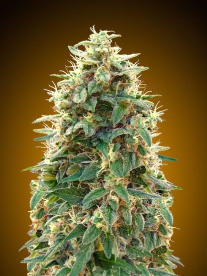 (Bild für) 00 Cheese Auto Feminised Seeds