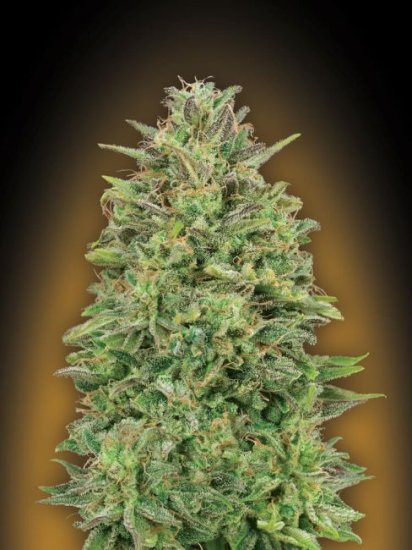 (Bild für) 00 Skunk Feminised Seeds