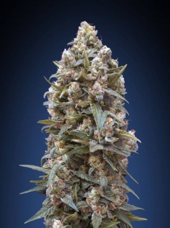 (Bild für) 00 Kush Feminised Seeds