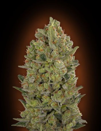 (Bild für) 00 Cheese Feminised Seeds