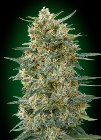 (Bild für) Gorilla Fast Feminised Seeds