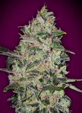 (Bild für) Bubble Gum Fast Feminised Seeds