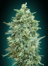 (Bild für) Northern Lights XXL Auto Feminised Seeds