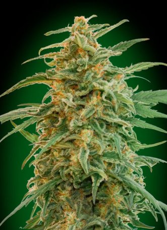 (Bild für) Gorilla Auto Feminised Seeds