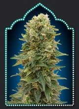 (Bild für) Female Mix Feminised Seeds