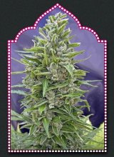 (Bild für) Automatik Mix Auto Feminised Seeds