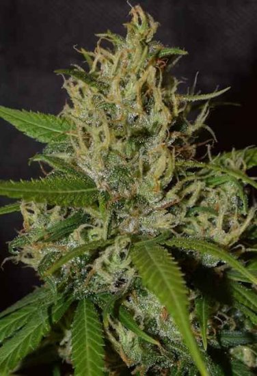 (Bild für) Oaxaca A5 Haze Feminised Seeds