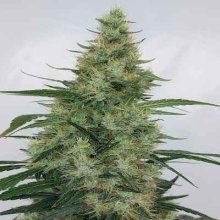 (Bild für) Super Panama Haze Regular Seeds