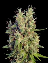 (Bild für) Super Malawi Haze Regular Seeds