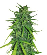 (Bild für) Thai x Panama Feminised Seeds