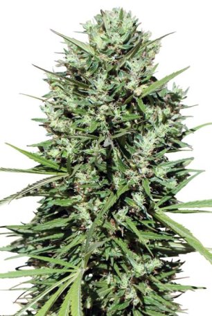 (Bild für) Morocco Beldia Kif Regular Seeds