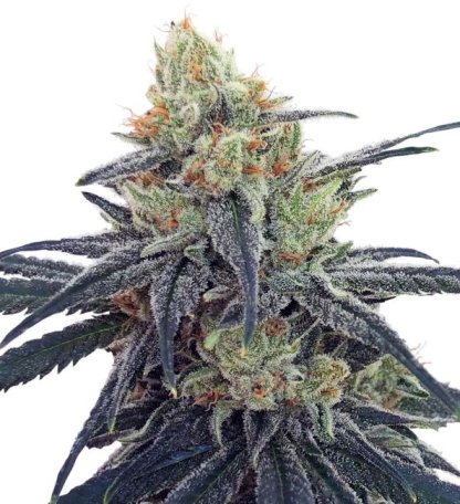 (Bild für) CBD #1 Feminised Seeds