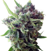 (Bild für) Zamaldelica Auto Feminised Seeds