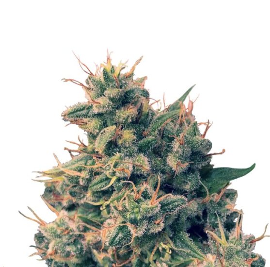 (Bild für) Guawi Feminised Seeds