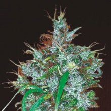 (Bild für) Panama Haze Feminised Seeds