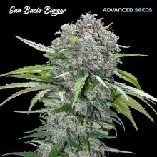 (Bild für) San Bacio Burger Feminised Seeds