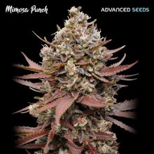 (Bild für) Mimosa Punch Feminised Seeds