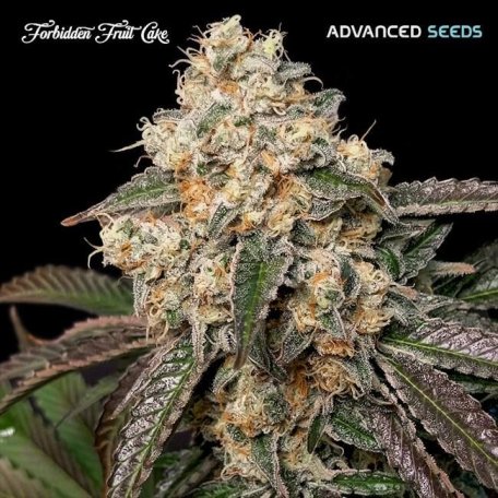 (Bild für) Forbidden Fruit Cake Feminised Seeds