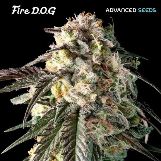 (Bild für) Fire DOG Feminised Seeds