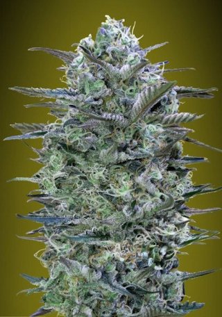 (Bild für) Critical Lemon Feminised Seeds