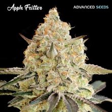 (Bild für) Apple Fritter Feminised Seeds