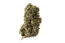 (Bild für) Kosher Tangie Kush Feminised Seeds