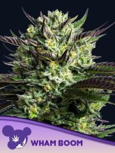 (Bild für) WHAM BOOM Feminised Seeds