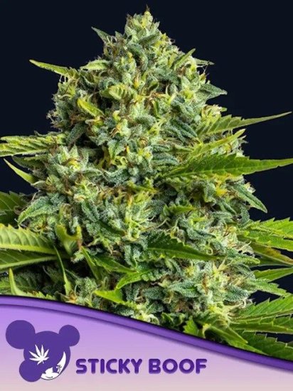 (Bild für) Sticky Boof Feminised Seeds