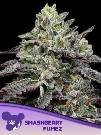 (Bild für) Smashberry Fumez Feminised Seeds