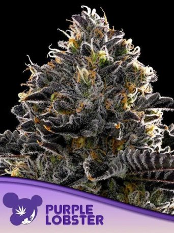 (Bild für) Purple Lobster Feminised Seeds