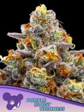 (Bild für) Purple Boost Highness Feminised Seeds