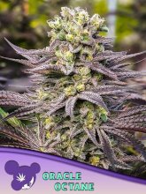 (Bild für) Oracle Octane Feminised Seeds