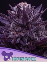 (Bild für) Imperium X Feminised Seeds