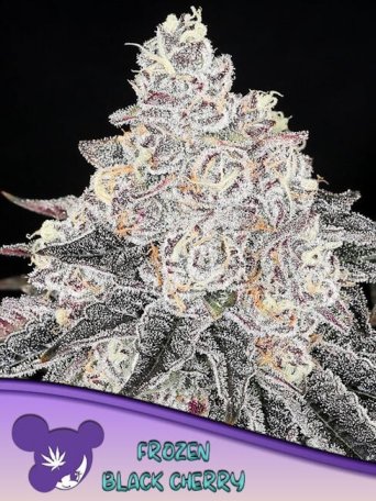 (Bild für) Frozen Black Cherry Feminised Seeds