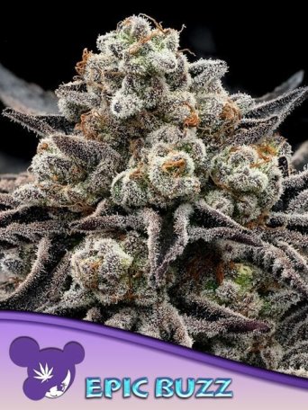 (Bild für) Epic Buzz Feminised Seeds