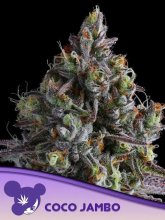 (Bild für) Coco Jambo Feminised Seeds