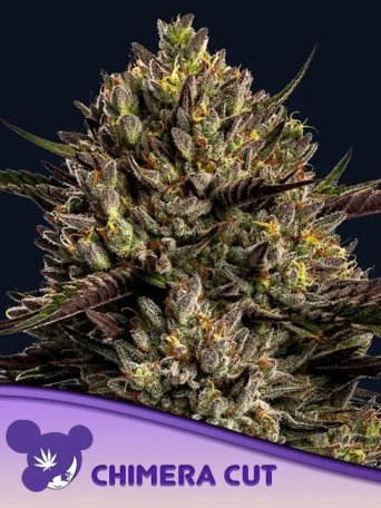 (Bild für) Chimera Cut Feminised Seeds