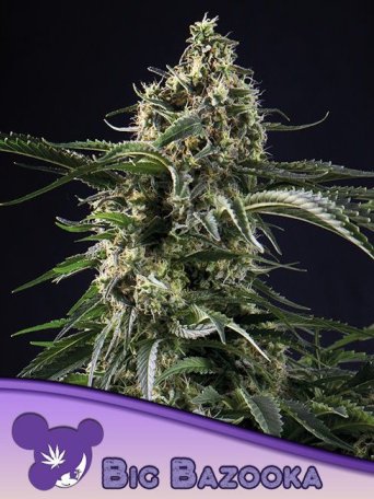 (Bild für) Big Bazooka Feminised Seeds