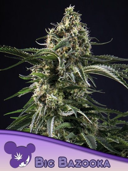 (Bild für) Big Bazooka Feminised Seeds