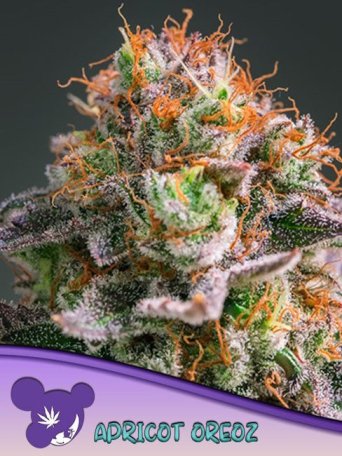 (Bild für) Apricot Oreoz Feminised Seeds