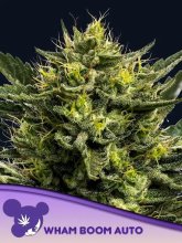 (Bild für) WHAM BOOM Auto Feminised Seeds