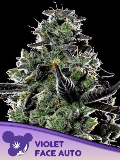 (Bild für) Violet Face Auto Feminised Seeds