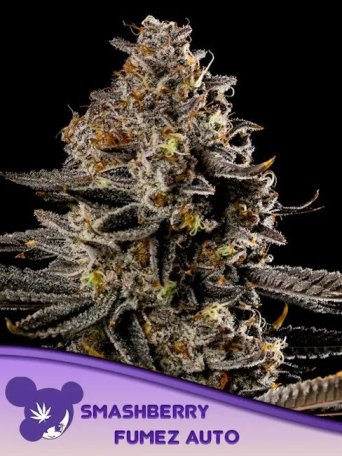 (Bild für) Tahiti Vibez Auto Feminised Seeds