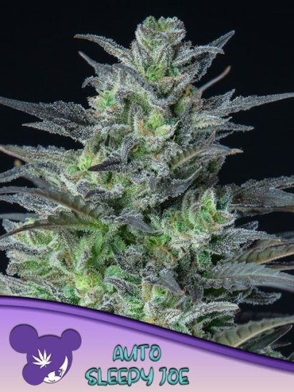 (Bild für) Sleepy Joe Auto Feminised Seeds