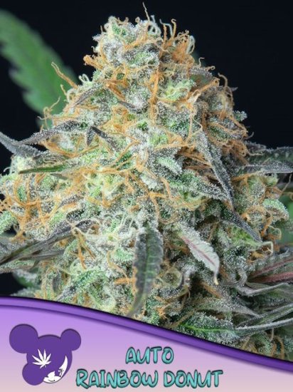 (Bild für) Rainbow Donut Auto Feminised Seeds