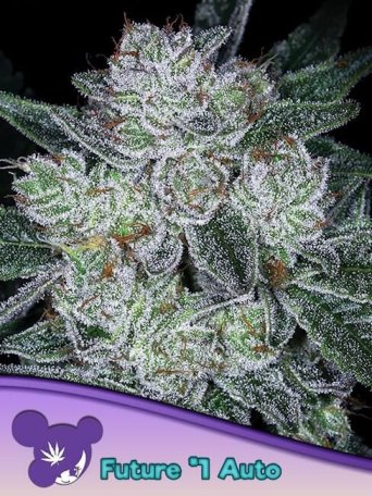 (Bild für) Future #1 Auto Feminised Seeds